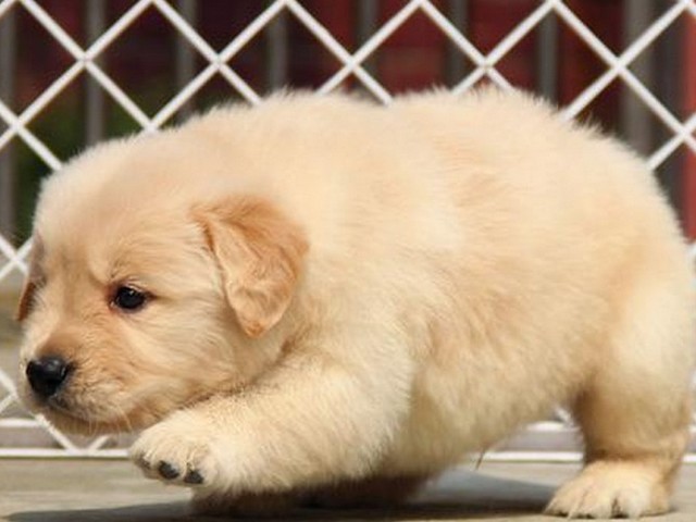 白色博美犬能长多少,博美犬体型可以长多长