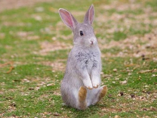 小兔子玩糖果城堡教案,糖果城堡图片