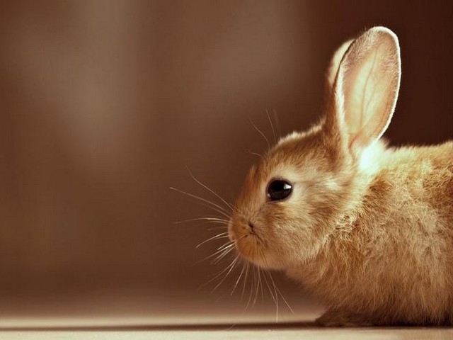 小兔子肖像拍摄,正面肖像照怎么拍