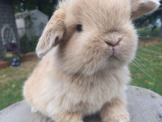 一个特别可爱的小兔子英文,我是一只小兔子英语