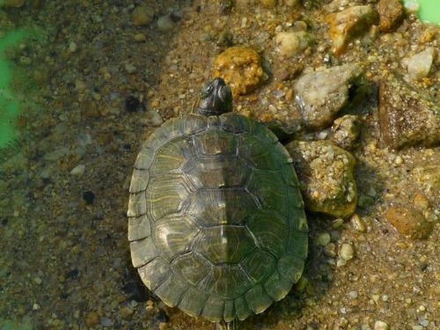 乌龟水里呼吸,乌龟可以在水里憋气多久