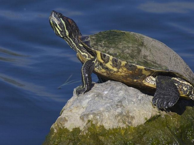 大班故事聪明的乌龟,聪明勇敢的乌龟的故事